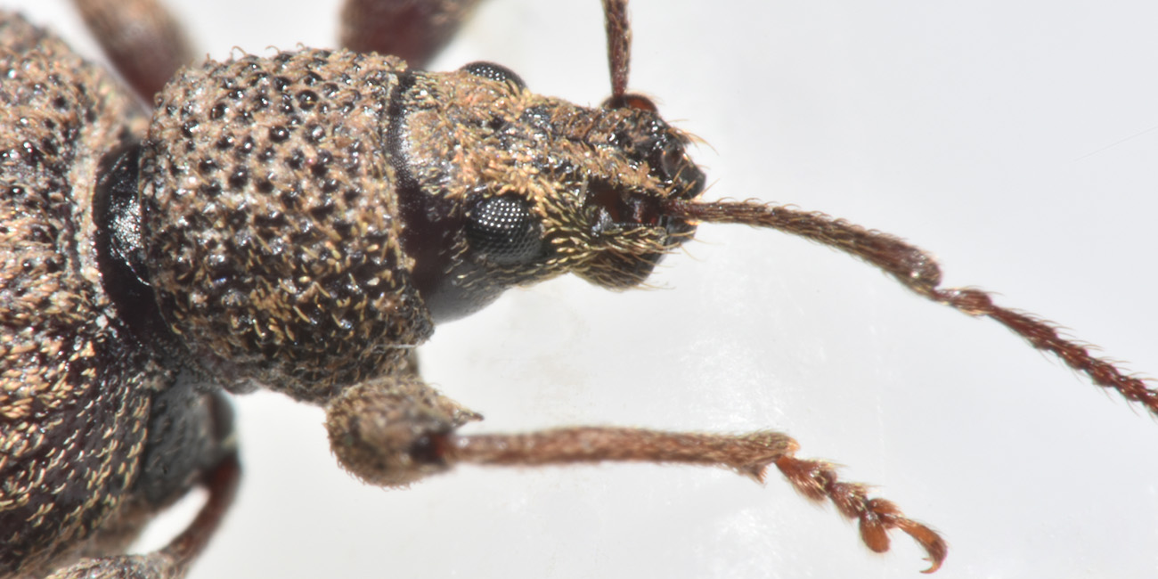 Curculionidae: Otiorhynchus crataegi?  S !